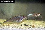 ompok eugeneiatus ompok eugeneiatus