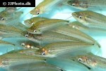 ompok rhadinurus ompok rhadinurus