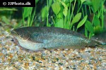 ompok siluroides ompok siluroides