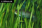 ompok siluroides ompok siluroides