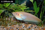 ompok siluroides albino ompok siluroides albino