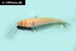 ompok siluroides albino ompok siluroides albino