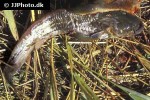 parasilurus asotus parasilurus asotus