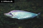 phalacronotus apogon phalacronotus apogon
