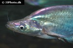 phalacronotus apogon phalacronotus apogon