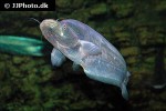 phalacronotus apogon phalacronotus apogon