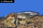 phalacronotus apogon phalacronotus apogon