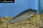 phalacronotus apogon phalacronotus apogon