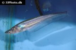 phalacronotus bleekeri phalacronotus bleekeri
