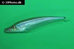 phalacronotus bleekeri phalacronotus bleekeri