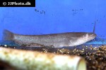 pterocryptis berdmorei pterocryptis berdmorei