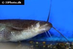 pterocryptis berdmorei pterocryptis berdmorei