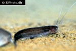 silurichthys phaiosoma silurichthys phaiosoma