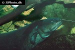 silurus glanis silurus glanis