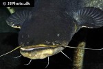 silurus glanis silurus glanis