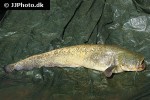 silurus glanis silurus glanis
