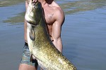silurus glanis silurus glanis