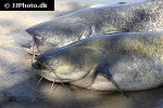 silurus glanis silurus glanis