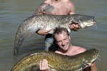 silurus glanis silurus glanis