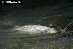 silurus glanis silurus glanis
