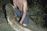 silurus glanis silurus glanis