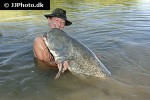 silurus glanis silurus glanis