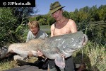 silurus glanis silurus glanis