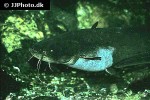 silurus glanis silurus glanis