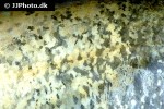 silurus glanis silurus glanis