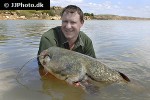 silurus glanis silurus glanis