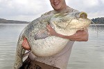 silurus glanis silurus glanis