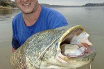 silurus glanis silurus glanis