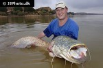 silurus glanis silurus glanis