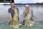 silurus glanis silurus glanis