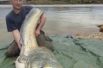 silurus glanis silurus glanis