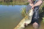 silurus glanis silurus glanis