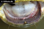 silurus glanis silurus glanis
