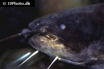 silurus glanis silurus glanis