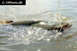 silurus glanis silurus glanis
