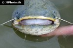 silurus glanis silurus glanis