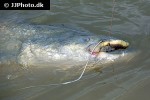 silurus glanis silurus glanis