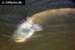 silurus glanis silurus glanis