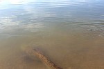 silurus glanis silurus glanis