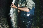 silurus glanis silurus glanis