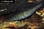 silurus glanis silurus glanis
