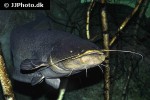 silurus glanis silurus glanis
