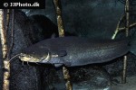 silurus glanis silurus glanis