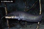 silurus glanis silurus glanis