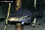 silurus glanis silurus glanis