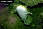 silurus glanis albino silurus glanis albino
